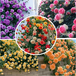 Winterharte Kletterrosen Samen 🌹🌿 - 200 Stück Mischfarbe Kletterrosensamen