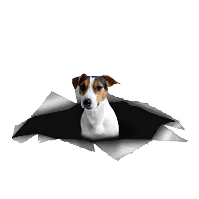 🐾 Autoaufkleber Jack Russell Terrier 3D Zerrissen Aufkleber