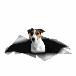 🐾 Autoaufkleber Jack Russell Terrier 3D Zerrissen Aufkleber
