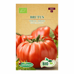 🍅 Tomate Brutus Sonderangebot! 🌱