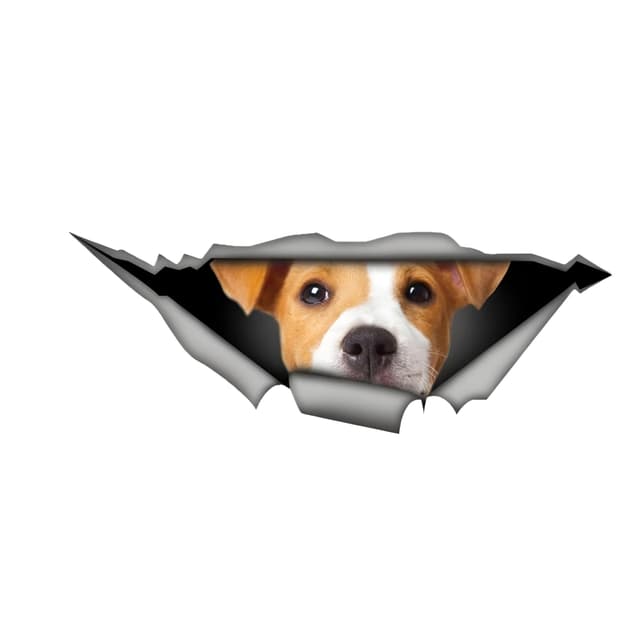 🐶 Autoaufkleber 22cm Jack Russell Terrier Lustig 3D Zerrissen Reflektierende Aufkleber