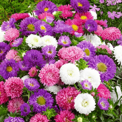 🌸🌿 1000PCS Bunte Sommeraster Samen - Ideal für Garten, Balkon & Terrasse!