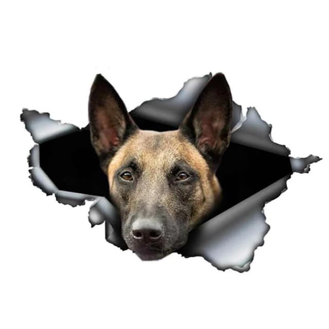 Belgische Malinois Autoaufkleber 25cm