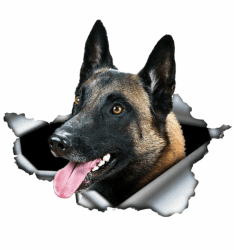 🚗🐶 Belgische Malinois Autoaufkleber 15cm(5.9 Inch)3D Zerrissen Aufkleber Laptop-Aufkleber