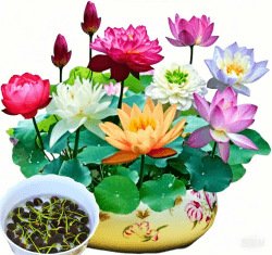 Lotus-Blumen Samen, 30 Stück 🌺🌈
