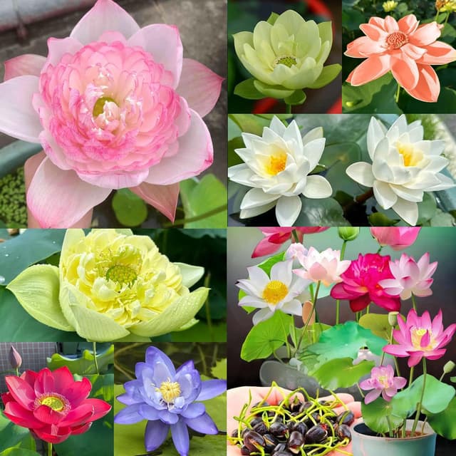 🌸🌿 30PCS Lotusblume Samen Wohnung Gemischt - Winterharte Pflanzen für Garten