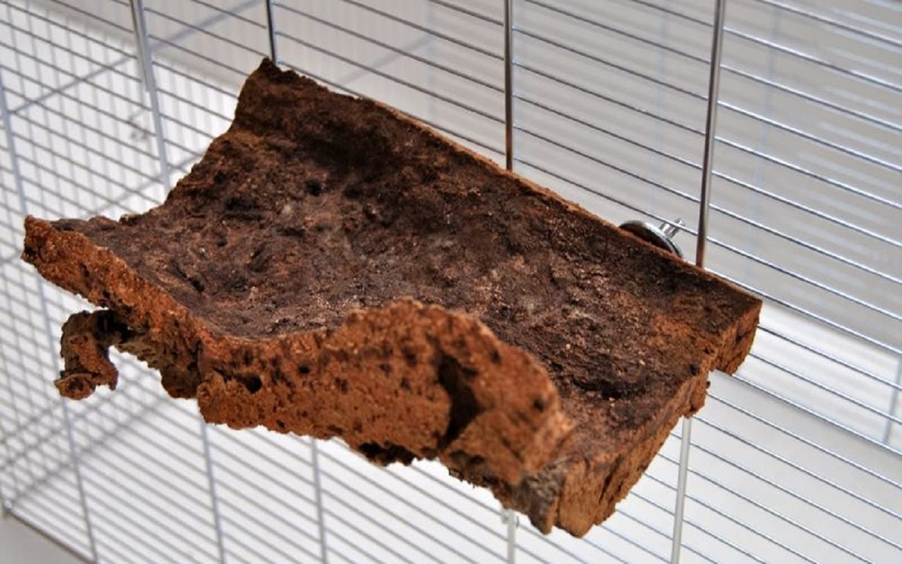 🐦🎉 Super Deal! Korksitzbrett 15x10cm für Wellensittich, Nymphensittich 🎉🐦