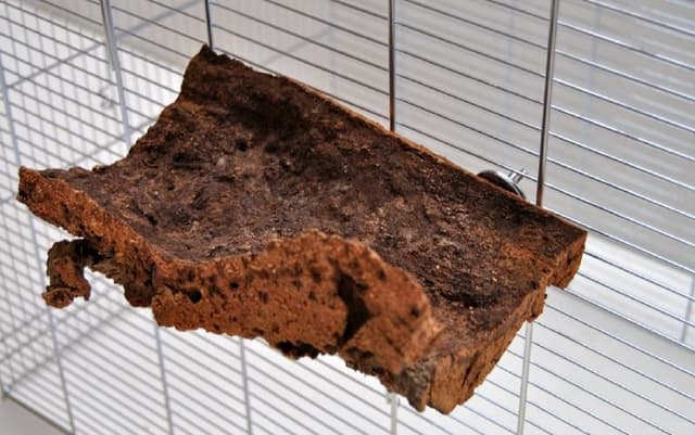 🐦🎉 Super Deal! Korksitzbrett 15x10cm für Wellensittich, Nymphensittich 🎉🐦
