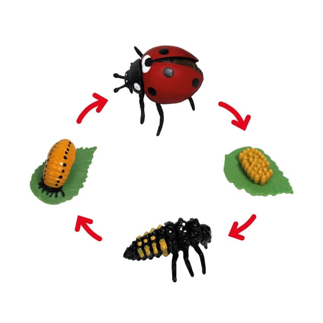TimeTEX - Lebenszyklus Marienkäfer 🐞