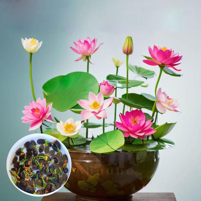 30PCS Lotus Samen Wohnung Gemischt 🌸🌿🌺