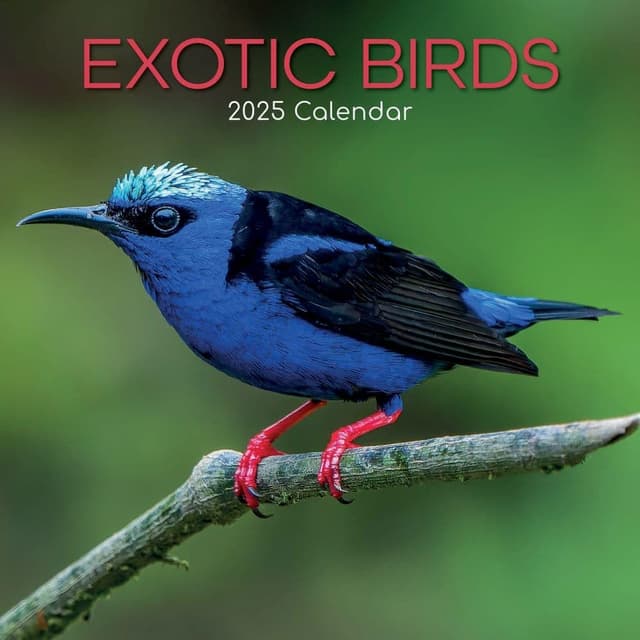 🦜 Exotic Birds – Exotische Vögel 2025 – 16-Monatskalender 📅🐦