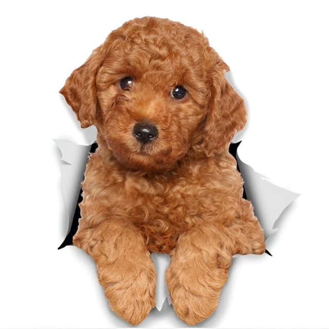 🚗🐩 Autoaufkleber Pudel 18cm 3D Zerrissen Reflektierend Stoßstange Lustig Wasserdicht