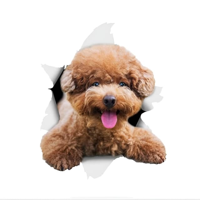Autoaufkleber Pudel Aufkleber 15cm(5.9 Inch) Pudel Reflektierende Aufkleber 3D Zerrissen Autoaufkleber Haustier Hund Lustig Aufkleber Poodle Car Sticker Lustig Dekor 15cm(5.9Inch) 🐩