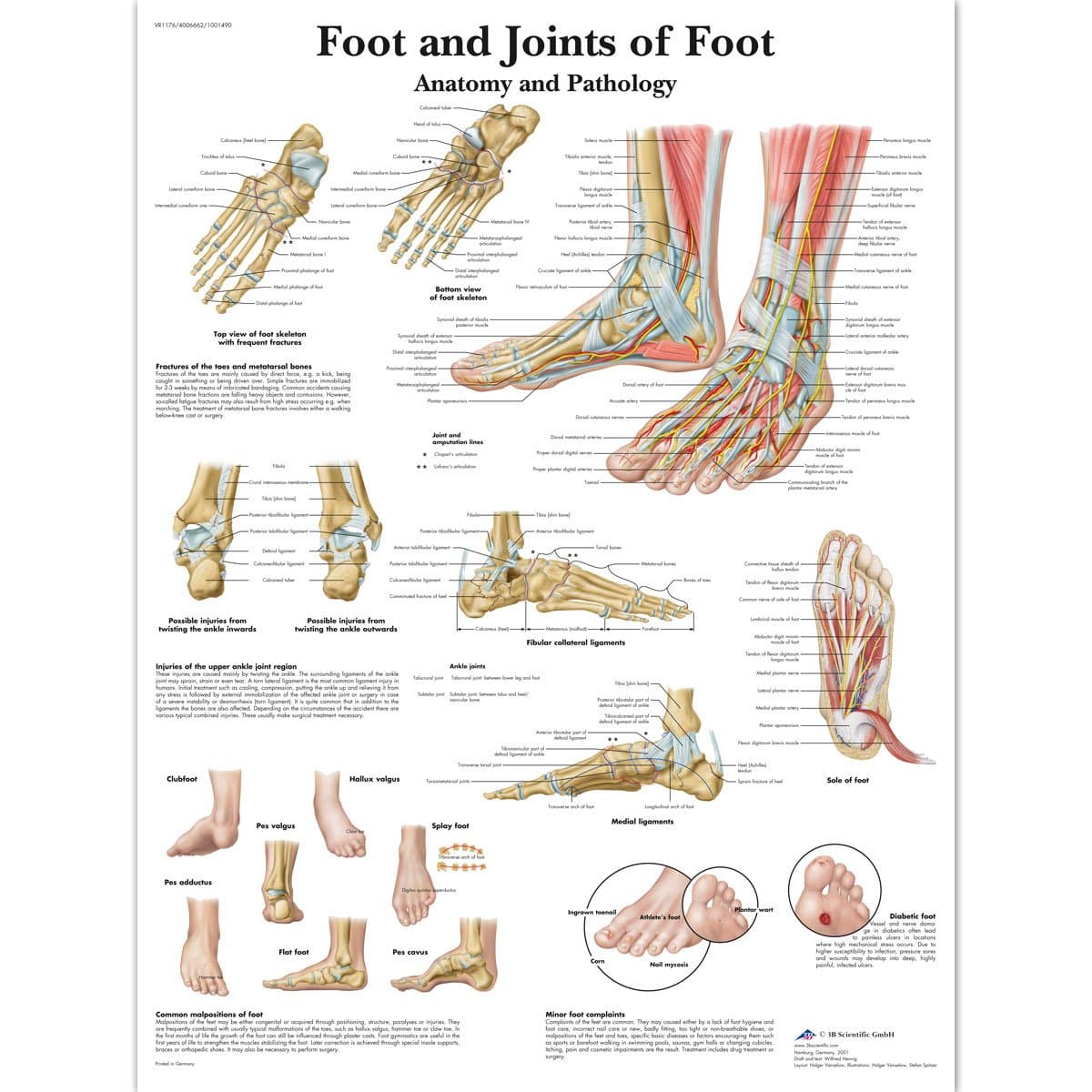 🦶 3B Scientific Lehrtafel Fuß und Gelenke von Fuß, laminated, 1 Laminiert 🦶