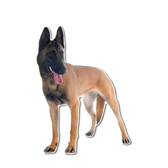 Belgische Malinois Autoaufkleber 3D Zerrissen Aufkleber - Lustiger Hund Dekor