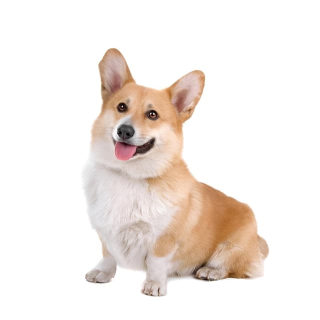 Autoaufkleber Braun Corgi Aufkleber 25cm - Niedlicher 3D Reflektierende Hundeaufkleber