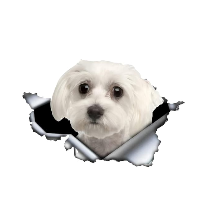 Autoaufkleber 22cm(8.7 Zoll) Malteser 3D Zerrissen Reflektierende Lustige Haustier Hund Wasserdichte Stoßstange Heckscheibe Dekor Aufkleber