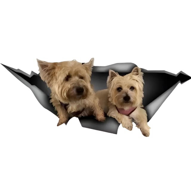 Cairn Terrier Autoaufkleber 3D Zerrissen Reflektierend
