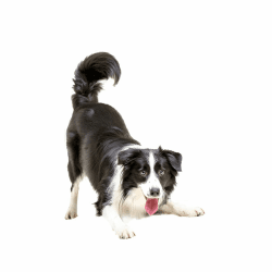 Autoaufkleber 22cm(8.7 Inch) Border Collie Aufkleber 😍🐶