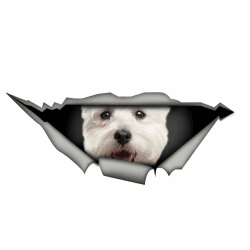 🐾 Autoaufkleber West Highland White Terrier 🚗