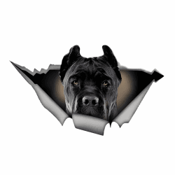 Cane Corso Autoaufkleber 3D - Wasserdichter Aufkleber für Auto