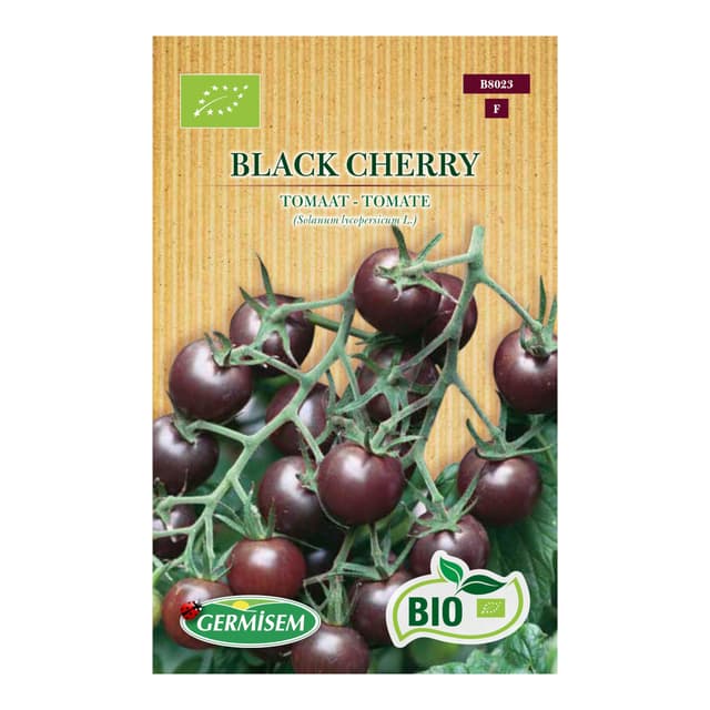 🍅 Angebot: Tomate Black Cherry 🍒