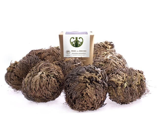 YAKEBA | 10 x Rose von Jericho | Mittel | Geschenkkarton