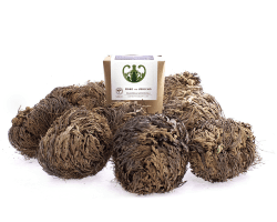 YAKEBA | 10 x Rose von Jericho | Mittel | Geschenkkarton