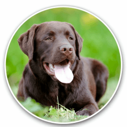🚗 Autoaufkleber 25cm Labrador Aufkleber 3D Reflektierende Aufkleber