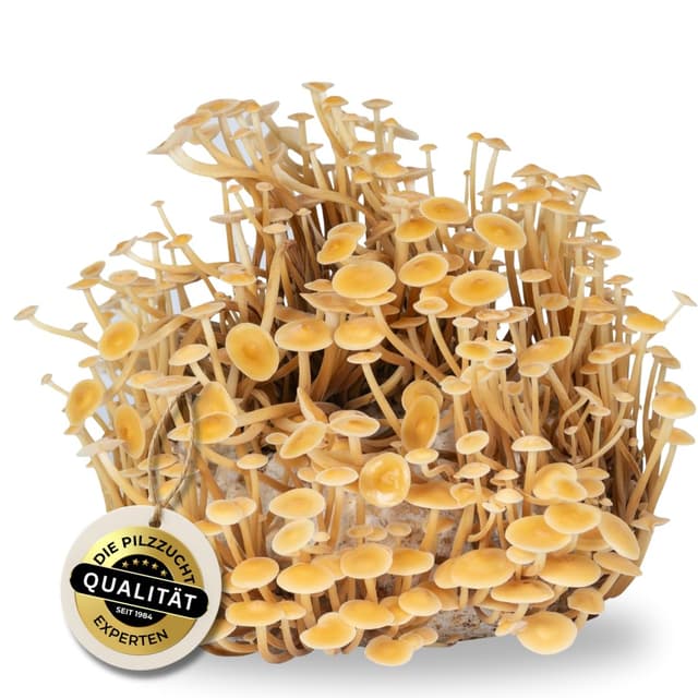 Hawlik Pilzbrut Bio Enoki Pilzzucht 🍄🌱 - Goldenes Enoki Grow Zuchtset - Pilzzucht für Zuhause ohne Vorkenntnisse