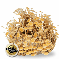 Hawlik Pilzbrut Bio Enoki Pilzzucht 🍄🌱 - Goldenes Enoki Grow Zuchtset - Pilzzucht für Zuhause ohne Vorkenntnisse