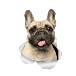 Autoaufkleber Französische Bulldogge 3D Zerrissen Metall Aufkleber