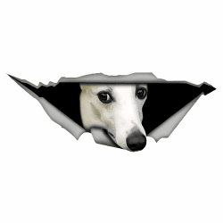 🚗🐶 Autoaufkleber Whippet Aufkleber 18cm Weiß 3D Zerrissen Reflektierend