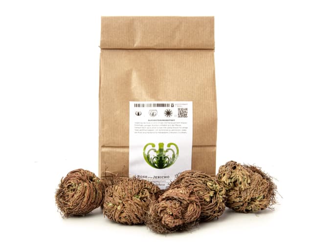 YAKEBA Sparset: Rose von Jericho und Selaginella lepidophylla | 5 Stück