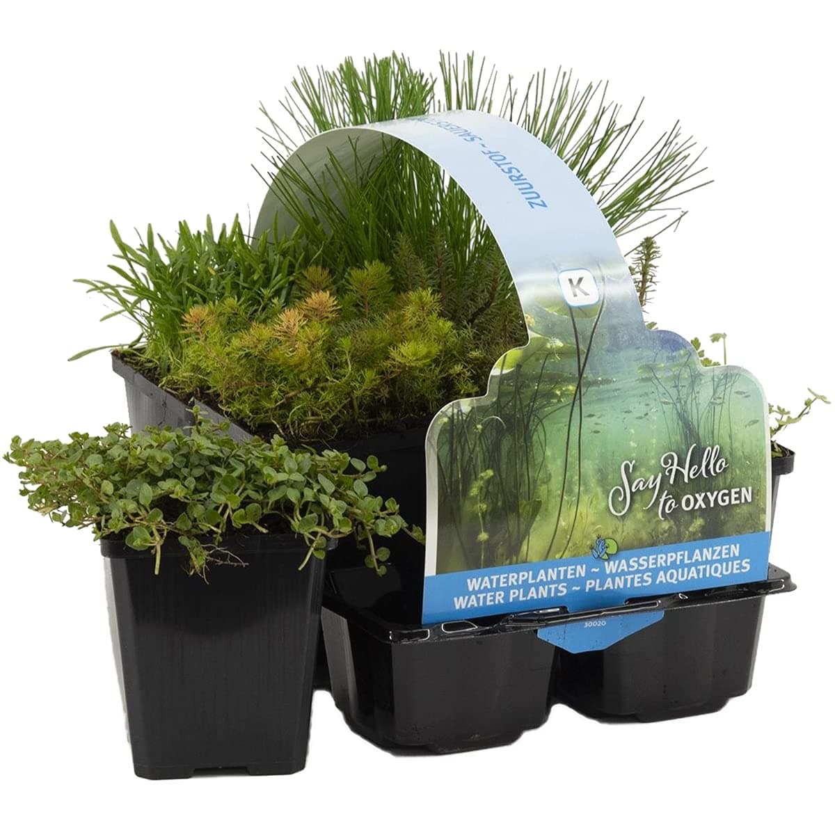 Angebot: Bloomique - 6er Set Sauerstoff Teichpflanzen 🌿🌊