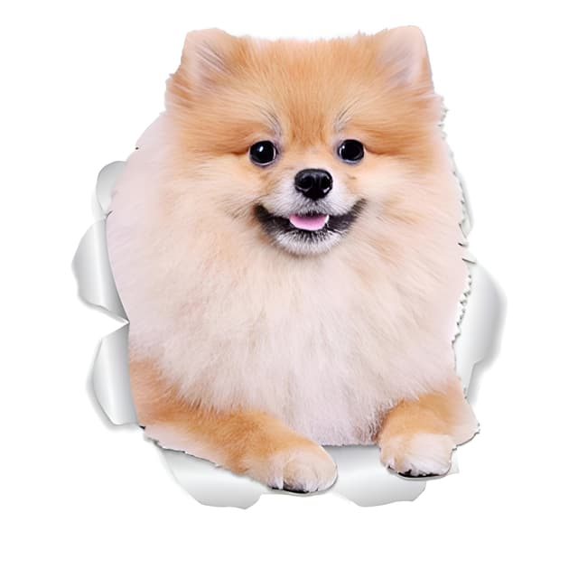 Pomeranian Autoaufkleber 15cm(5.9 Inch) - Lustige Haustier Dekoration 🐶🚗