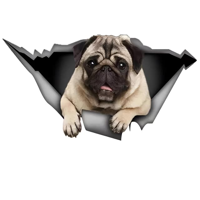 Autoaufkleber Mops Aufkleber 15cm(5.9 Inch) Pug Car Sticker 🐶🚗