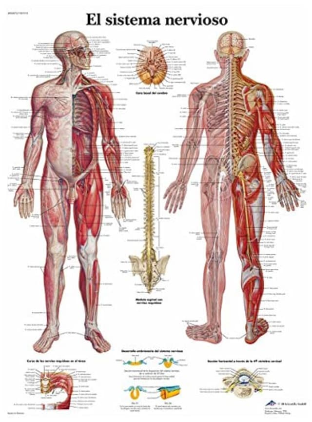 🧠 3B Scientific Lehrtafel laminiert - El sistema nervioso - Spanisch Papier 🎓