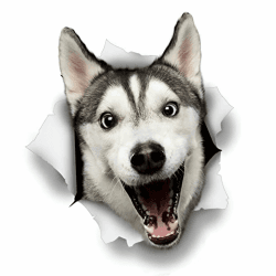 Autoaufkleber 25cm(9.8 Inch) Husky Aufkleber 🐶🚗