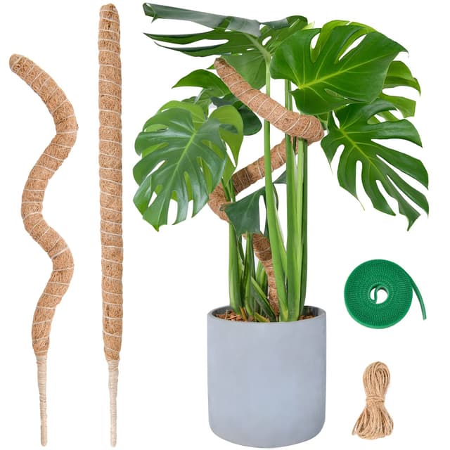 🌿🪴 Moosstab Monstera für Pflanzen - Set mit 2 x 60cm Rankhilfe 🌿🪴