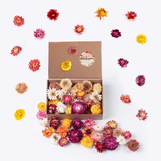 Bunte Trockenblumen für Frühlingsdeko 🌸 - Strohblumen Mix zum Basteln