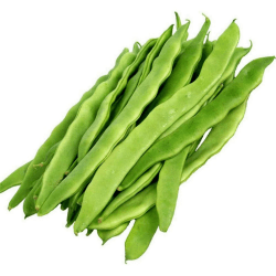 🌱 Germisem Stangenbohnen HELDA 🌿