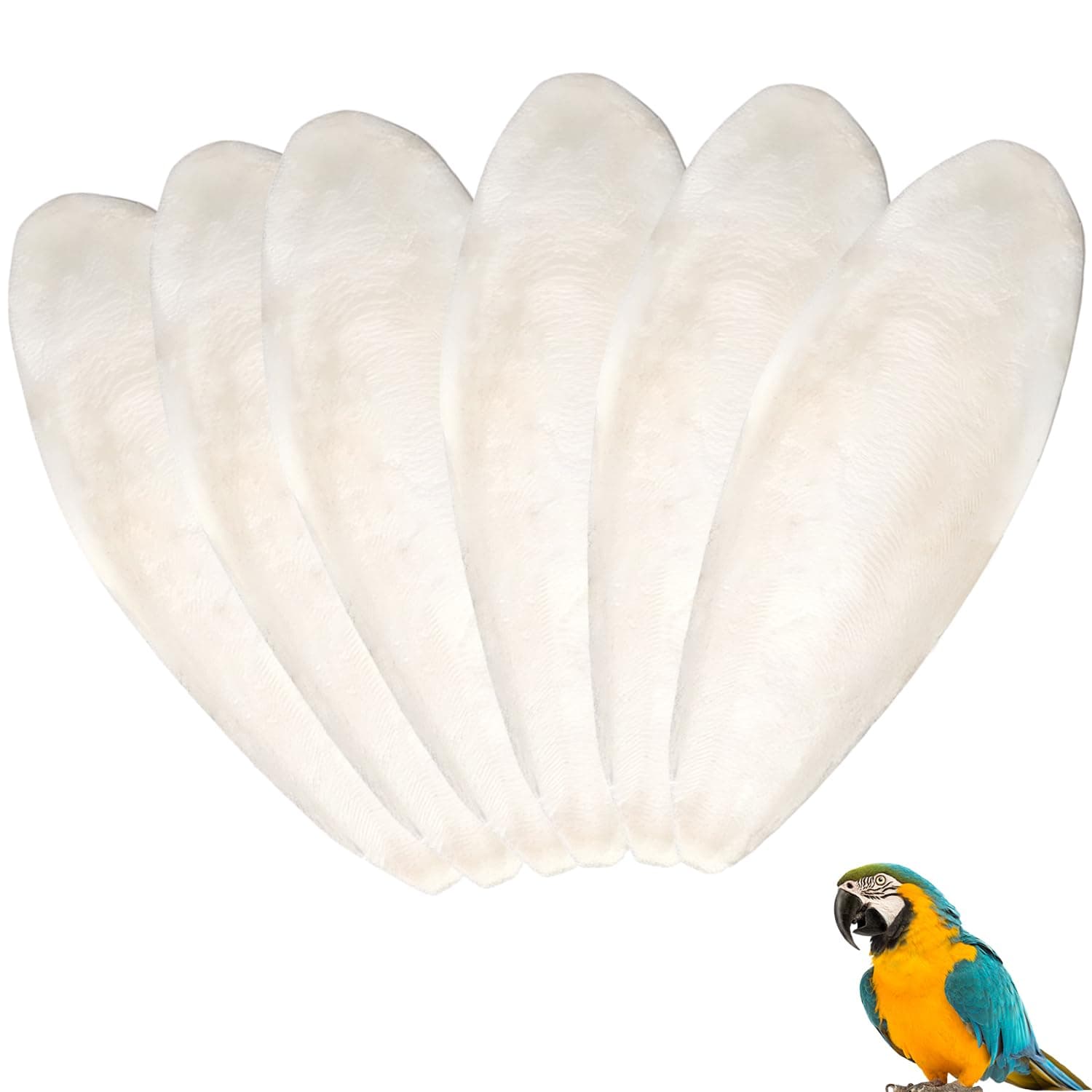 Demarsen 6 Stück Sepiaschalen 🦜🐢🐦
