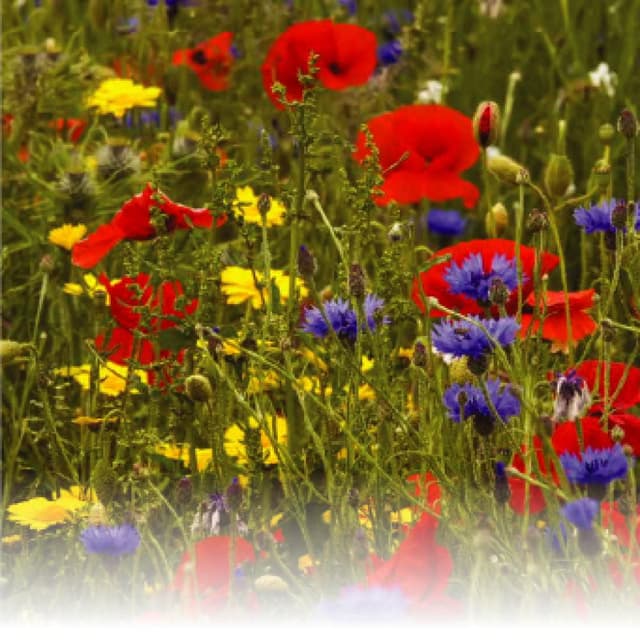 🌼🌻🌺 Mischung Wildblumen Angebot! Spare 21% 🌸🌷💐