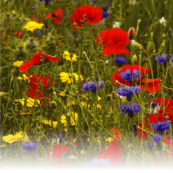 🌼🌻🌺 Mischung Wildblumen Angebot! Spare 21% 🌸🌷💐