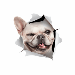 Französische Bulldogge Autoaufkleber 15cm