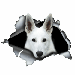 Autoaufkleber 15cm Weißer Deutscher Schäferhund Aufkleber