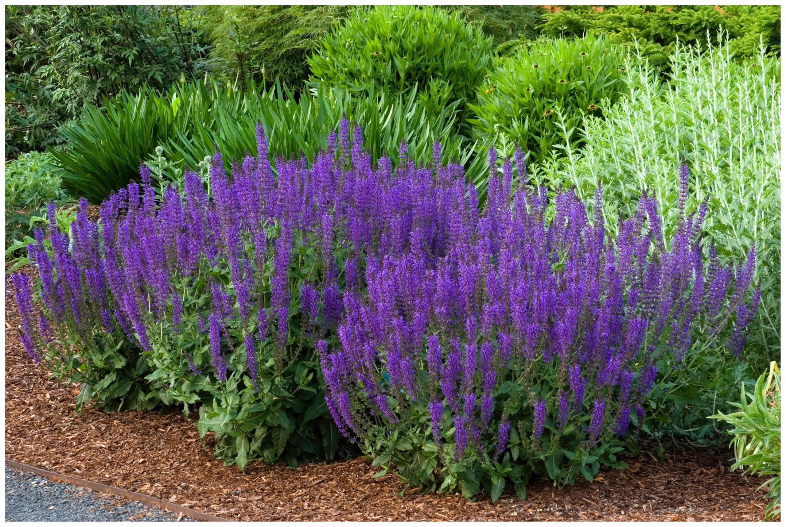 Angebot: Salvia sylvestris 'Mainacht' im 1 Liter Topf 🌺🌿