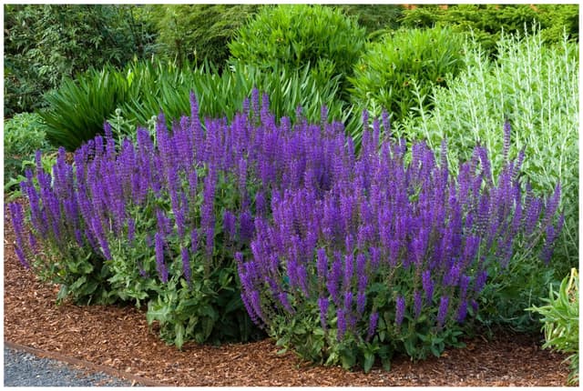Angebot: Salvia sylvestris 'Mainacht' im 1 Liter Topf 🌺🌿