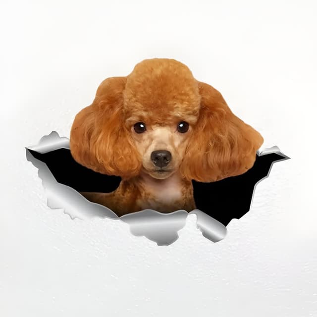 🐩 Autoaufkleber 22cm Pudel Aufkleber 3D Zerrissen Reflektierende Auto Aufkleber 🚗
